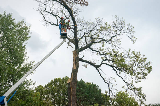 Professional Tree Service in Arcadia, SC